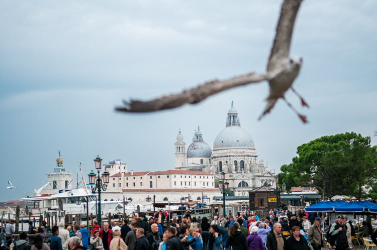 Dans le ciel de Venise, prés du canal : une mouette