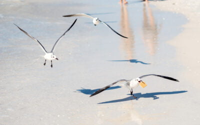 Intermède mouette et l&rsquo;IA