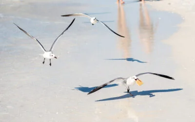 Intermède mouette et l&rsquo;IA