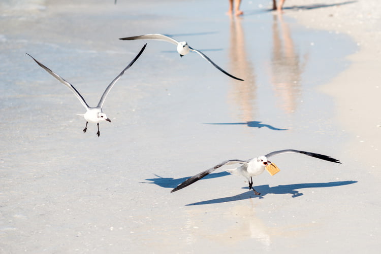 une mouette tiens dans son bec un BN