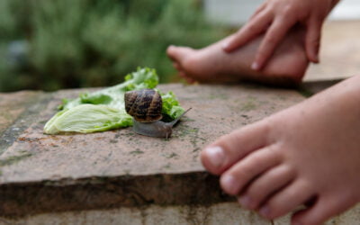 Série Petit Prince : la saveur du monde